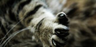 Jak obciąć kotu pazury