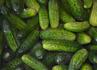 Z czym nie sadzić ogórków?
