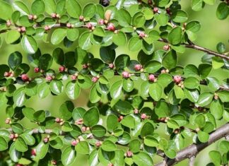 Jak wysoko rośnie irga?