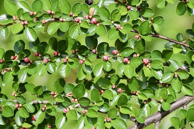 Jak wysoko rośnie irga? Jak wysoko rośnie irga?