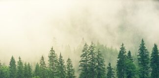 Czy można wyciąć świerk na działce rod?