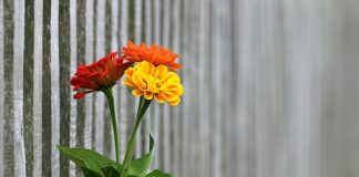 Czy sąsiad musi dołożyć się do ogrodzenia?