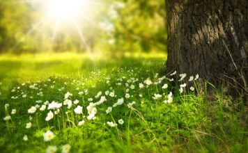 Jak komponować kwiaty w ogrodzie?