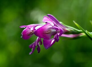 Jak najtaniej ogrodzić działkę?