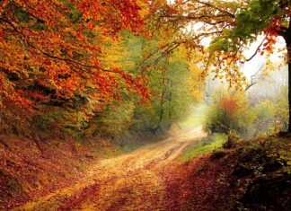 Jak tanio zrobić ścieżki w ogrodzie?