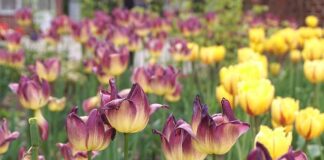 Jak zrobić klomb przed domem?