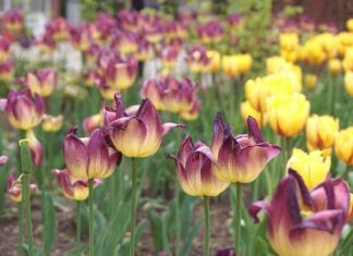 Jak zrobić klomb przed domem?