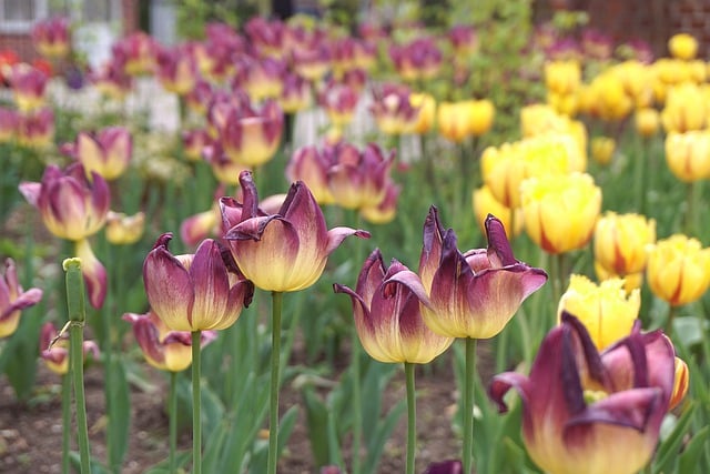 Jak zrobić klomb przed domem? Jak zrobić klomb przed domem?