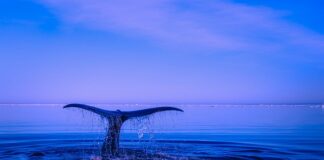 Co grozi za naruszenie granicy działki?