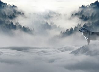 Co robić zimą na działce?