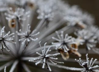 Koło czego nie siać marchwi?