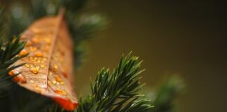 Czego nie lubią tuje?