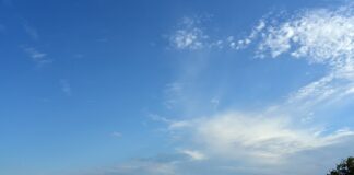 Co posadzić przy płocie na działce?