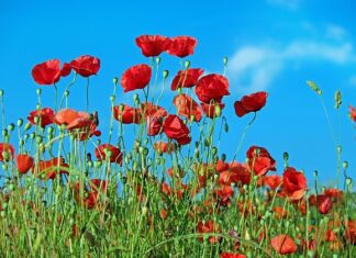 Co posadzić żeby nie rosły chwasty? Co posadzić żeby nie rosły chwasty?