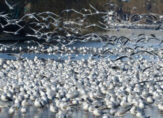 Czy działki ROD przejdą na własność?
