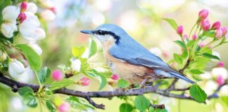 Jak założyć mały ogród?