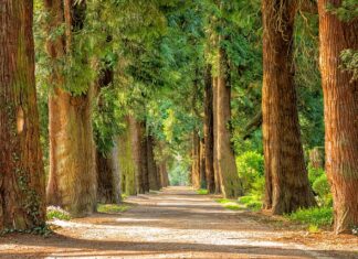 Jakich drzew nie sadzić w ogrodzie?
