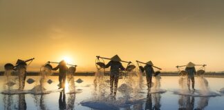 Czy sól jest szkodliwa dla roślin?