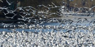 Co z działka po śmierci działkowca?