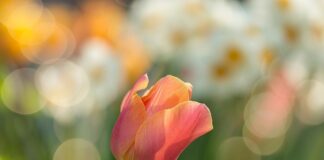 Co robić zimą w ogrodzie?