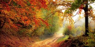 Z czego najtaniej zrobić ścieżkę w ogrodzie?