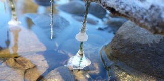 Co sadzić w styczniu do gruntu?