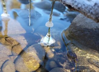 Co sadzić w styczniu do gruntu? Co sadzić w styczniu do gruntu?