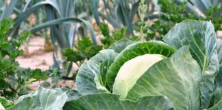 Jak przygotować grządki pod warzywa?