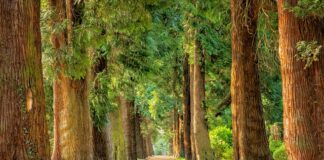 Jakich drzew nie powinno się sadzić koło domu?