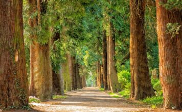 Jakich drzew nie powinno się sadzić koło domu?