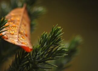 Czy tuje można palić?