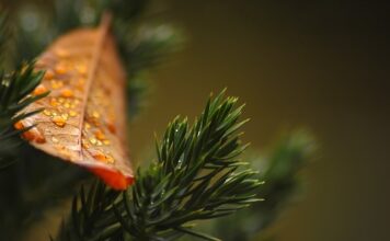 Czy tuje można palić?