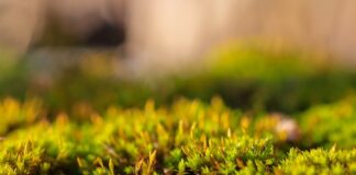 Jak zrobić nasadzenia?