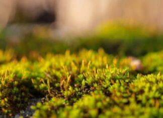 Jak zrobić nasadzenia?