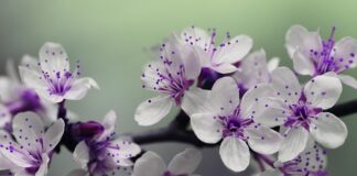 Co ile daje się słupki ogrodzeniowe?