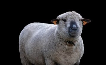 Co opłaca się hodować? Co opłaca się hodować?