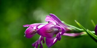 Jak ogrodzić ogródek w szeregowcu?