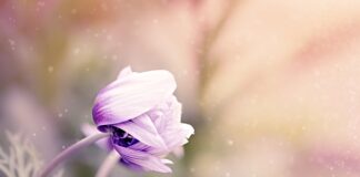 Jak zaprojektować ogród z kwiatami?