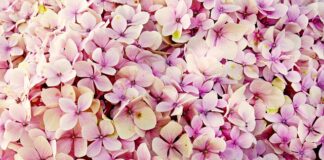 Czy hortensje można sadzić przy tujach?