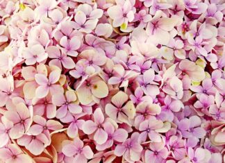 Czy hortensje można sadzić przy tujach? Czy hortensje można sadzić przy tujach?