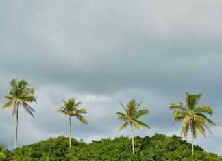 Co posadzić od sąsiada? Co posadzić od sąsiada?