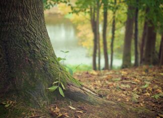 Do kogo należy teren przed posesją?