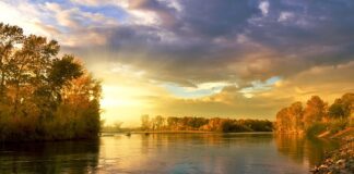 Kiedy obrywa się liście z pomidorów?