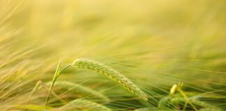 Czy można Przyciąć tuje sąsiada?