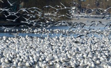 Co się dzieje z działka ROD po śmierci właściciela? Co się dzieje z działka ROD po śmierci właściciela?