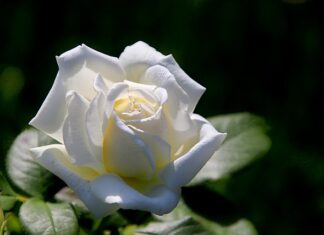 Jakich krzewów nie sadzić obok siebie?