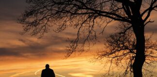 Czy na ogródkach działkowych obowiązuje cisza nocna?