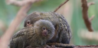 Na jaką najmniejszą działkę można wydzielić?