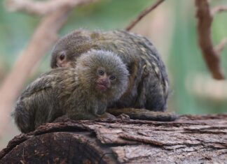 Na jaką najmniejszą działkę można wydzielić?
