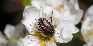 Czy gruszą może rosnąć przy tujach?